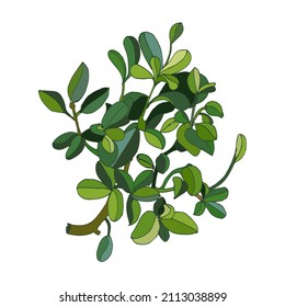 Blätter und Äste Grünelemente von Fikus. Moderne kleine Busch-Kautschukpflanze auf weißem Hintergrund. Vektorgrafik.
