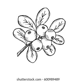 ?owberry with leaves and branches.  Illustration doodle sketch hand-drawn bunch of ripened lingonberry. Isolated on white background. Vintage retro style. Ripe cranberry with leaves and branches.