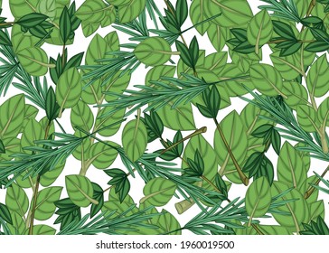 Leaves and branches of oregano, rosemary and thyme. and head. Background. Multi-colored image on a white background. Close-up. Design element. Vector illustration.