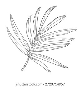 Folhas e ramos de uma palmeira, esboço preto e branco. Ilustração vetorial. Folhas de árvores tropicais, isoladas sobre fundo branco. Plantas verdes exuberantes da vida selvagem e folhagem fresca da selva.