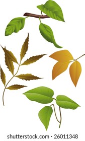 leaves and branches of plants