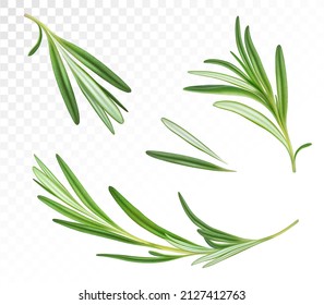 Leaves and branches of rosemary. Vector illustration.