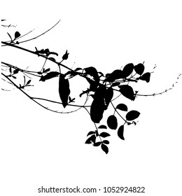 Leaves and branches. Spring. Silhouette. Isolated image on white background. Vector illustration.