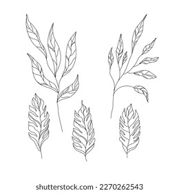 Leaves and branches of various shapes. exotic leaves. Stylized plants, line art.