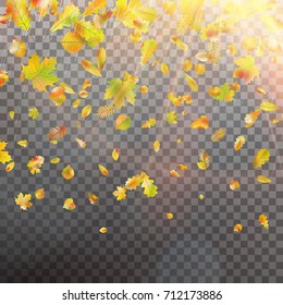 Leaves and bright sunlight. Autumn concept template with copy space for your text. And also includes EPS 10 vector