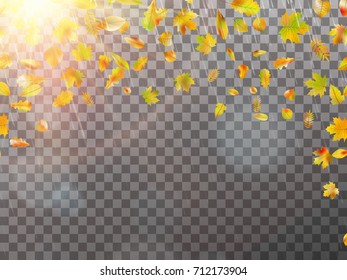 Leaves and bright sunlight. Autumn concept template with copy space for your text. And also includes EPS 10 vector