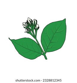 Leaves and Bud Vector Illustration Isolated on White Background