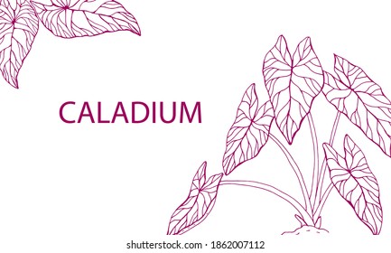 The leaves of the caladium plant.  Hand drawn elegance vector illustration for natural design. Hand drawn big set of calladium leaves.