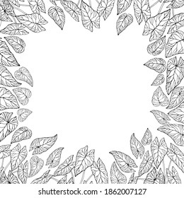 The leaves of the caladium plant.  Hand drawn elegance vector illustration for natural design. Hand drawn big set of calladium leaves.