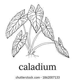 The leaves of the caladium plant.  Hand drawn elegance vector illustration for natural design. Hand drawn big set of calladium leaves.