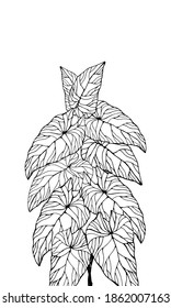 The leaves of the caladium plant.  Hand drawn elegance vector illustration for natural design. Hand drawn big set of calladium leaves.