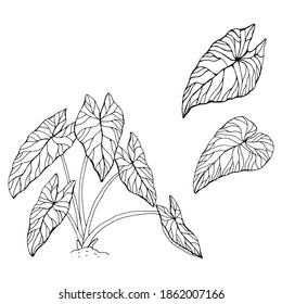 The leaves of the caladium plant.  Hand drawn elegance vector illustration for natural design. Hand drawn big set of calladium leaves.