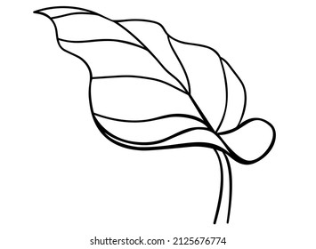 Leaves. Calla leaf, tropical plant - vector line art picture for coloring book, logo or pictogram. Outline. Succulent tropical leaf - botanical illustration for coloring book