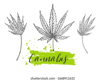 Leaves of cannabis, hemp sketch. Medicinal, cosmetic herbs. Wild eco healing plants. Vector vintage floral. Black and white hand drawn illustration. Engraving. Botanical illustration. Pharmacy herbs.