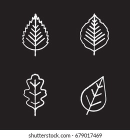 Leaves chalk icons set. Poplar, birch, oak leaves. Isolated vector chalkboard illustrations