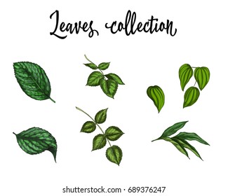Leaves collection. Green botanical vector illustration elements. Beauty and fresh design.