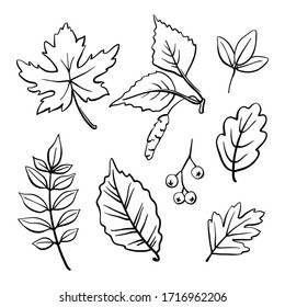 Leaves collection. Hand drawn black line sketch isolated on white background. Vector illustration