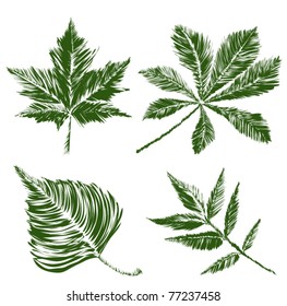 leaves collection with reflection