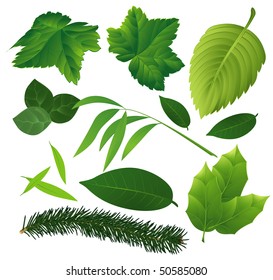 Leaves collection. Vector.