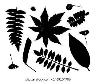 Leaves collection for your design