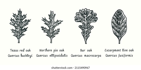 Leaves collection.Texas Red Oak (Quercus buckleyi), Northern pin oak (Quercus ellipsoidalis),Bur oak (Quercus macrocarpa), Escarpment live oak (Quercus fusiformis). Ink doodle drawing