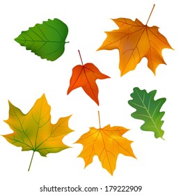 leaves color 