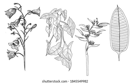 Leaves for coloring page on the branch. Graphics.