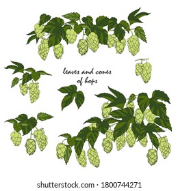 leaves and cones of hops, hops ingredient for making beer, set of compositions for design, vector illustration