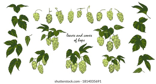 hojas y conos de lúpulo, ingrediente del lúpulo para hacer cerveza, conjunto de elementos para el diseño, ilustración vectorial