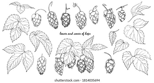 leaves and cones of hops, hops ingredient for making beer, set of elemets for design, vector illustration