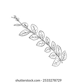 Leaves continuous line drawing. Abstract minimal botanical art. Vector illustration