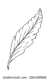 Blätterkontur, handgezeichnet, Vektorgrafik