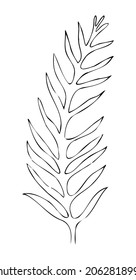 Contorno de hojas, dibujo vectorial dibujado a mano