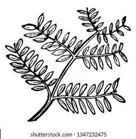 Las hojas son densas, el bipinnato es la hoja compuesta unida al tallo, y la hoja de pinnato que está dividida a ambos lados, el dibujo de la línea de vintage o la ilustración de grabado.