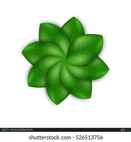 Leaves design elements. Green sprout green leaves symbol concept. Ecological theme. Greenery. Eco. Vector Illustration.