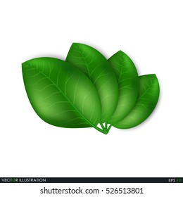 Leaves design elements. Green sprout green leaves symbol vector concept. Ecological theme. Greenery. Eco. Vector Illustration.