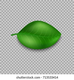 Leaves design elements. Green sprout green leaves symbol vector concept on transparent background. Ecological theme. Eco. Vector Illustration.