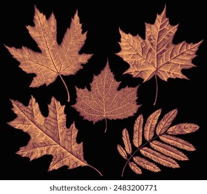 Leaves. Design set. Editable hand drawn illustration. Vector vintage engraving. Isolated on black background. 8 EPS