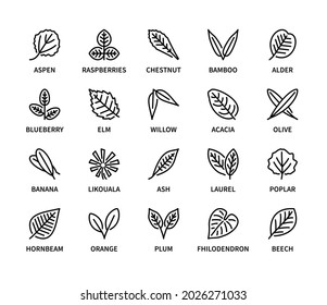 Leaves of different plants vector linear icon set. Design of leaf. Leaves of beech hornbeam ash olive chestnut orange and more. Isolated collection of leaf for web sites icons on white background.