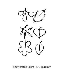 Leaves of different shapes drawn by a contour. Autumn leaves for backgrounds.