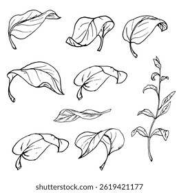 Feuilles de différentes formes et une brindille, croquis en noir et blanc. Illustration vectorielle. Ensemble botanique de feuilles d'arbres et de fleurs, isolées sur fond blanc. Dessin linéaire dans un style simple