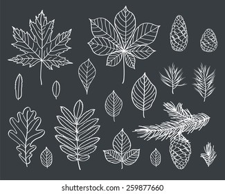 The leaves of different trees are drawn with chalk on black chalkboard. Branches and cones of conifers. Sketch, design elements. Vector illustration