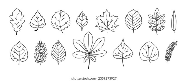 Leaves leaves of different trees set. Doodle outline forest fall leaf oak, maple, elm, birch, rowan, willow.