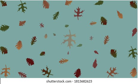 Leaves of different type of oak trees