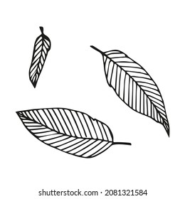 Leaves doodle illustration by hand vector black color autumn leaf feather November cold plants