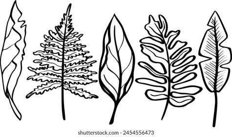 Leaves in doodle style. Vector hand drawn black line design elements. Exotic botanical illustrations. Set of hand drawn leaves
