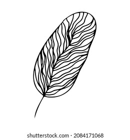 Leaves in doodle style Vector illustration. Hand drawn line art leaves on white background.	