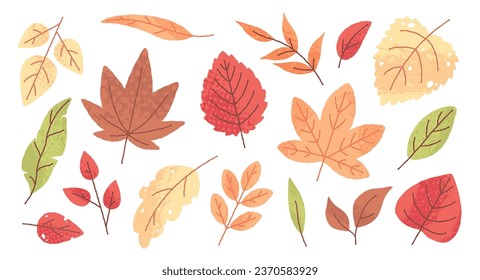 Аutumn leaves doodle, yellow and red leaf, fall season maple and oak falling leaves. Hand drawn autumnal foliage, dried botanical tree herbarium element vector set