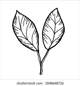 Leaves element drawing illustration transparent background