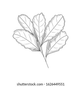 Leaves in engraved style. Leaf isolated on white background.  Vector illustration